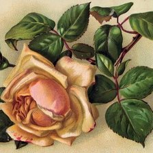 Оригинал схемы вышивки «роза» (№550674)