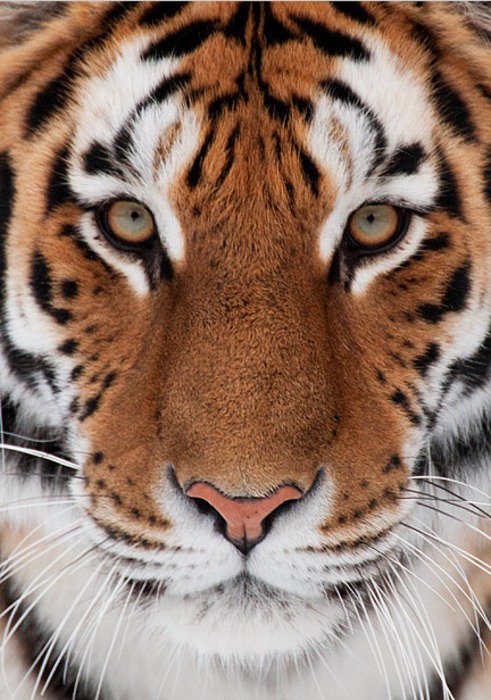 взгляд тигра - тигр, взгляд - оригинал