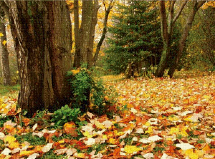 Осенний лес - лес, осень, пейзаж - предпросмотр