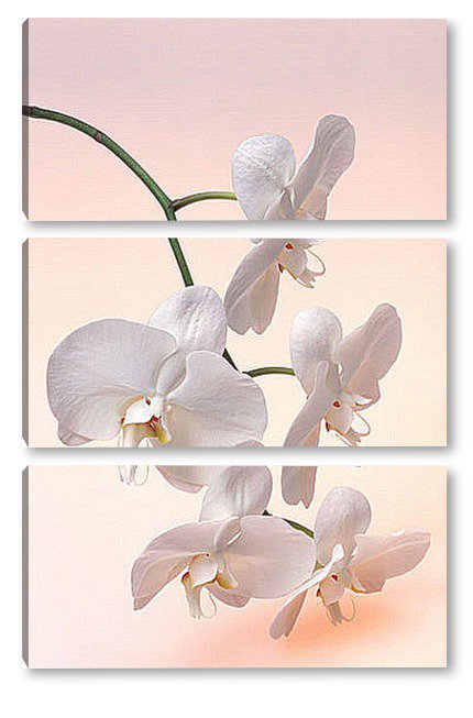 Триптих "Белая орхидея" - триптих, орхидеи, цветы - оригинал
