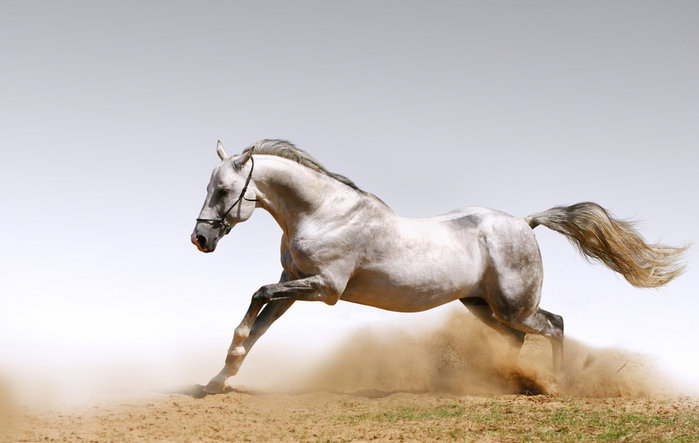 Белая лошадь - конь - оригинал