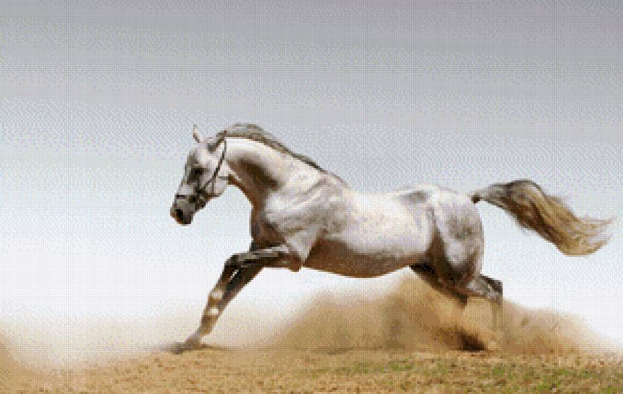 Белая лошадь - конь - предпросмотр