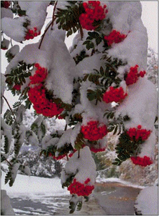 Рябина под снегом - зима, дерево, снег, ветка, ягоды, рябина - предпросмотр