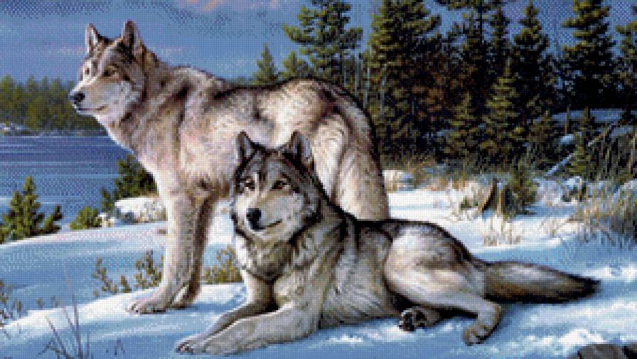 пара волков - лес, волки, снег, зима - предпросмотр