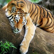 тигр лежит на дереве