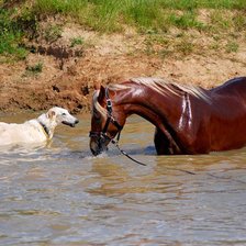 купание красного коня