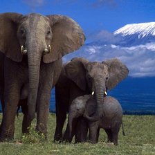 Три слона