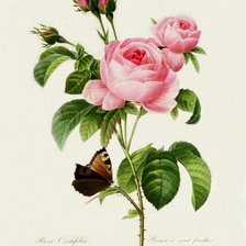Оригинал схемы вышивки «роза» (№551432)