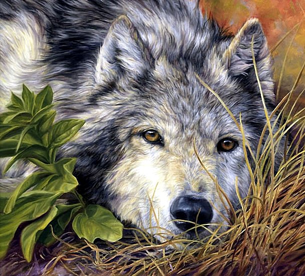 Волчица - животные, волки - оригинал