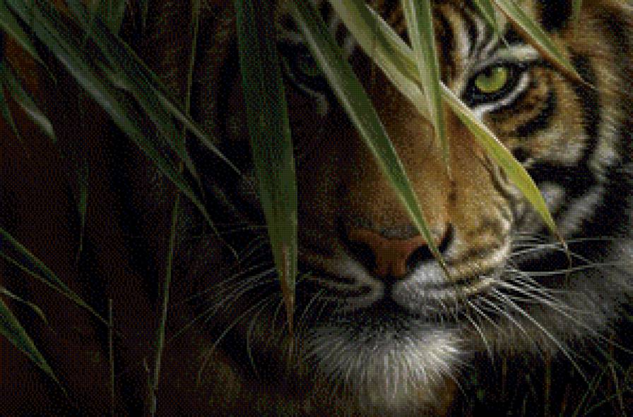 Хищник - тигр, растение, природа, животное, кошки - предпросмотр