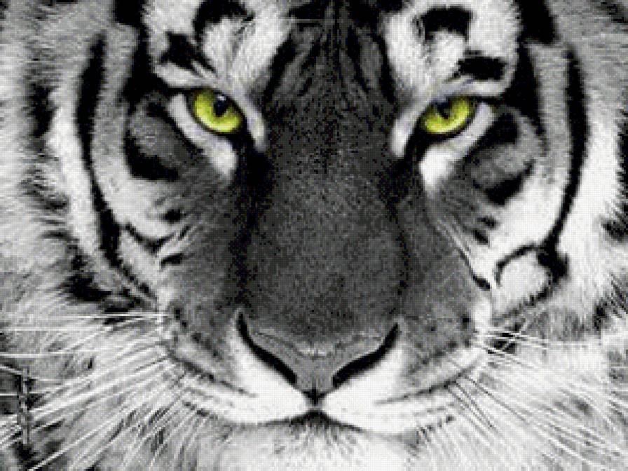 тигр - тигр, животные, монохром - предпросмотр