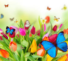 Схема вышивки «Бабочки и тюльпаны»