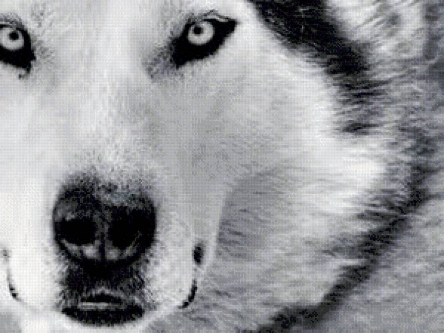 Волк - монохром, волк, животные - предпросмотр