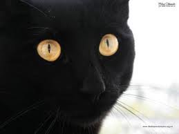 Черный кот - животные, монохром, коты - оригинал