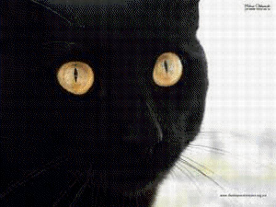 Черный кот - монохром, животные, коты - предпросмотр