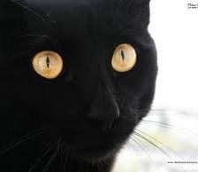 Оригинал схемы вышивки «Черный кот» (№553259)