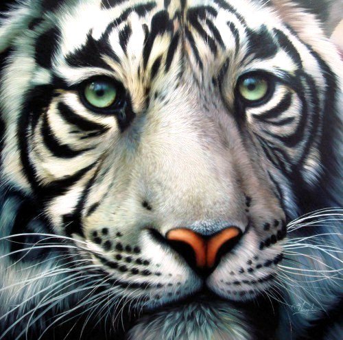тигр - животные, тигры, природа - оригинал