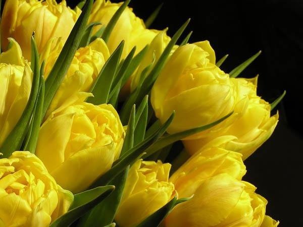 тюльпаны - тюльпан, тюльпаны, цветы - оригинал