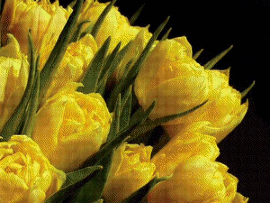 тюльпаны - цветы, тюльпан, тюльпаны - предпросмотр