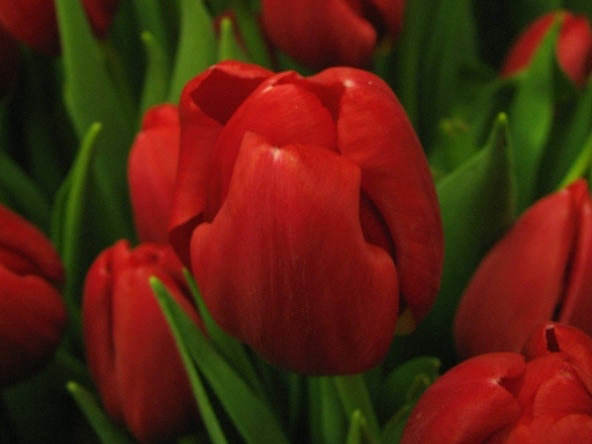 тюльпаны - тюльпан, тюльпаны, цветы - оригинал