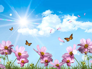 Бабочки и цветы - природа, небо, бабочки, пейзажи, цветы - оригинал