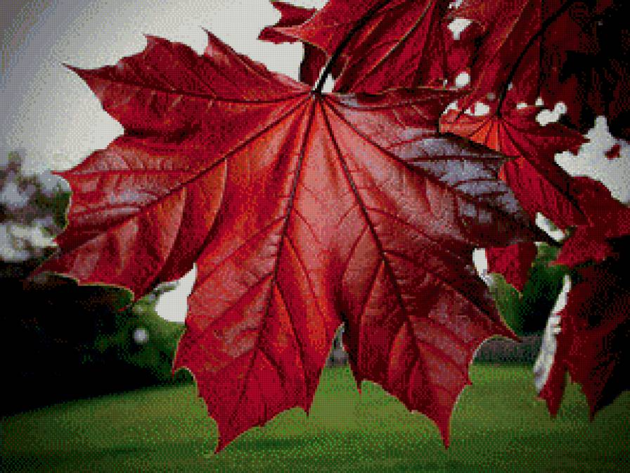 Кленовый лист - осень, природа, пейзаж - предпросмотр
