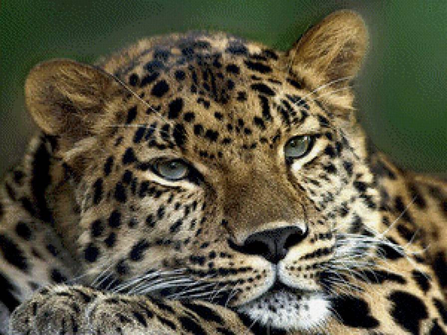 леопард - природа, животные - предпросмотр