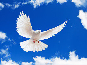 Голубь в небе - небо, птицы, природа - оригинал