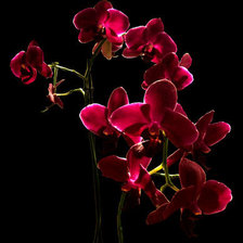 орхидея на черном