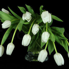 Оригинал схемы вышивки «белые тюльпаны» (№554166)