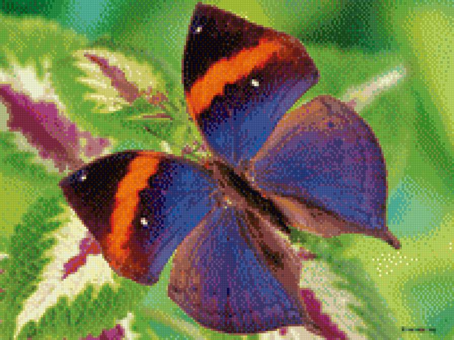 бабочка - бабочки, цветы - предпросмотр