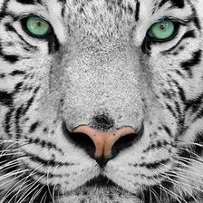 морда тигра