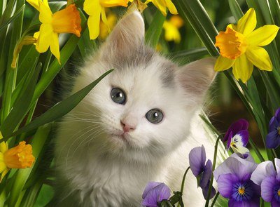 дух цветов - животные, котята, цветы - оригинал