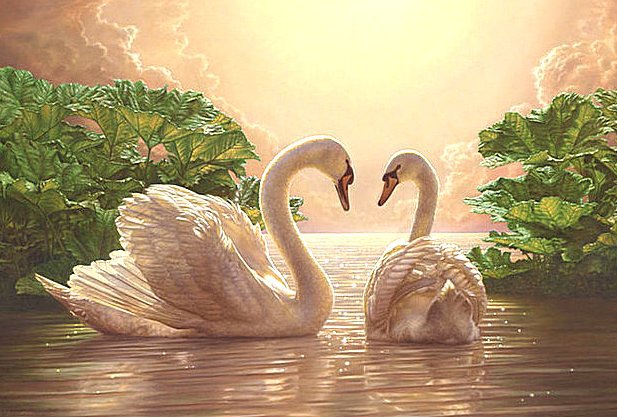 Свет любви - пруд, пара, свет, птицы, солнце, озеро, любовь, лебеди - оригинал