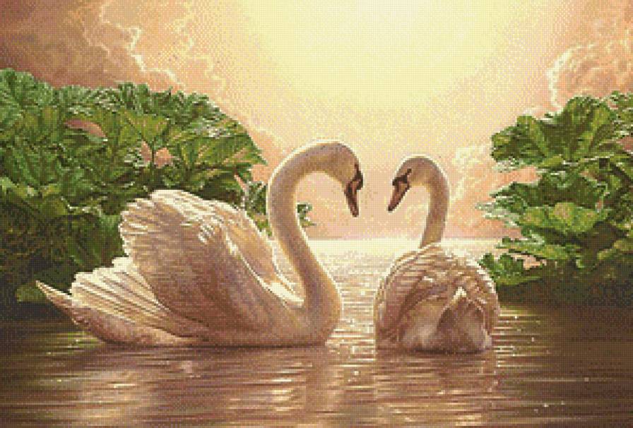 Свет любви - пара, солнце, лебеди, любовь, свет, птицы, пруд, озеро - предпросмотр
