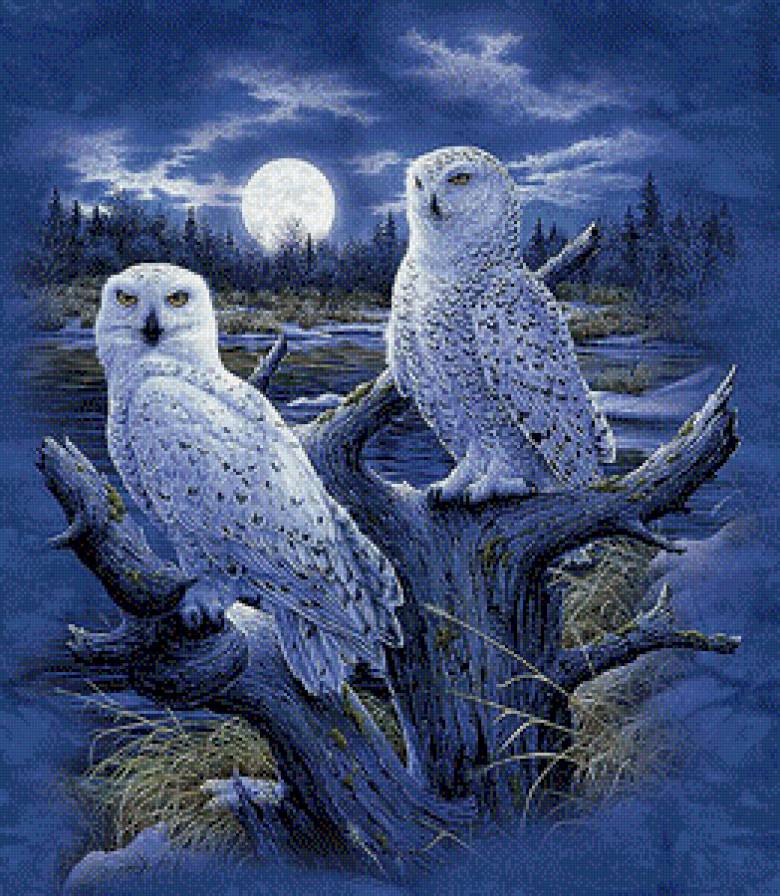 полярные совы - пара, хищник, ночь, полярная сова, птицы, луна, сова, совы - предпросмотр