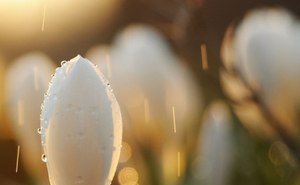 Подснежники в росе ч.2 - утро, цветы, роса, подснежники - оригинал