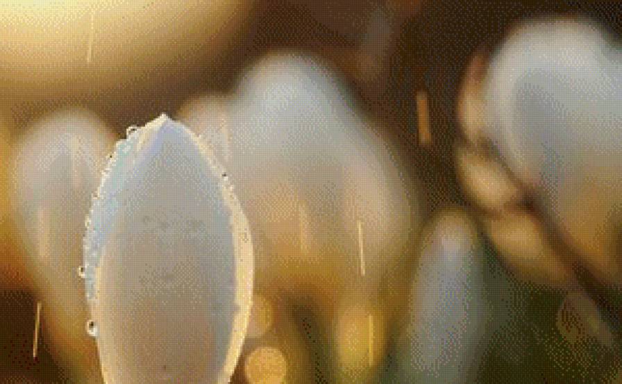 Подснежники в росе ч.2 - цветы, подснежники, роса, утро - предпросмотр