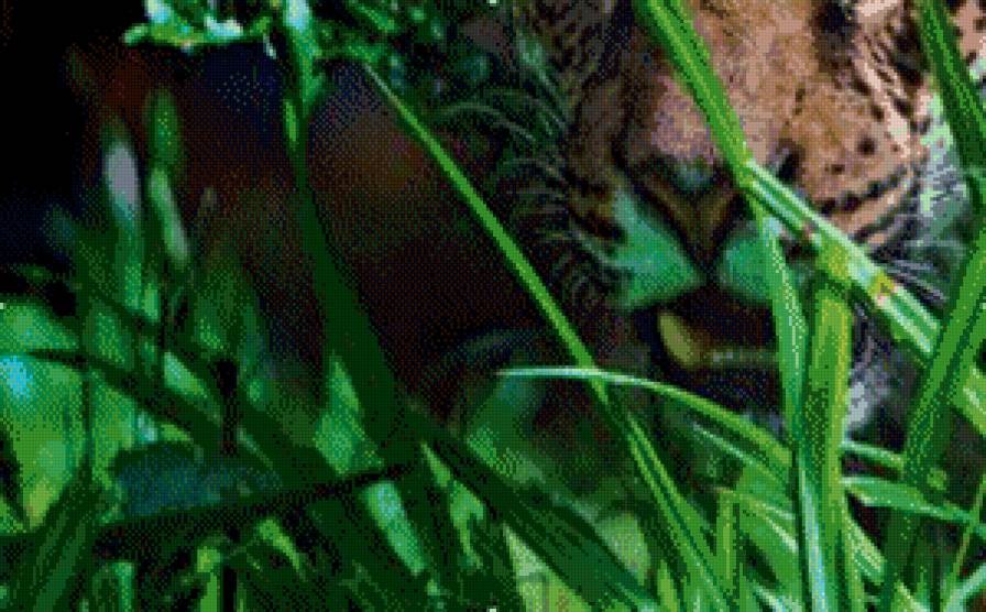 леопард часть 3 - животные - предпросмотр