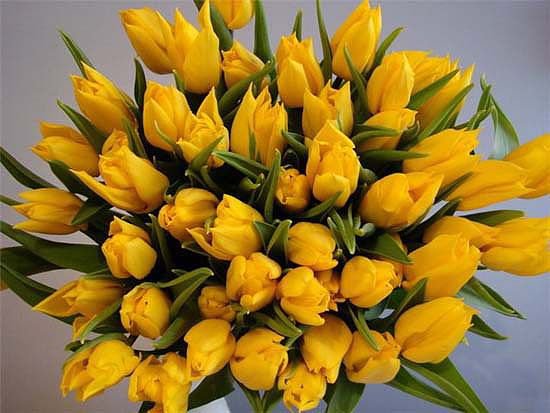 Желтые тюльпаны - желтые, тюльпаны - оригинал