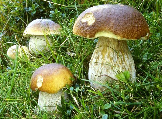грибная полянка - природа, лес, грибы - оригинал