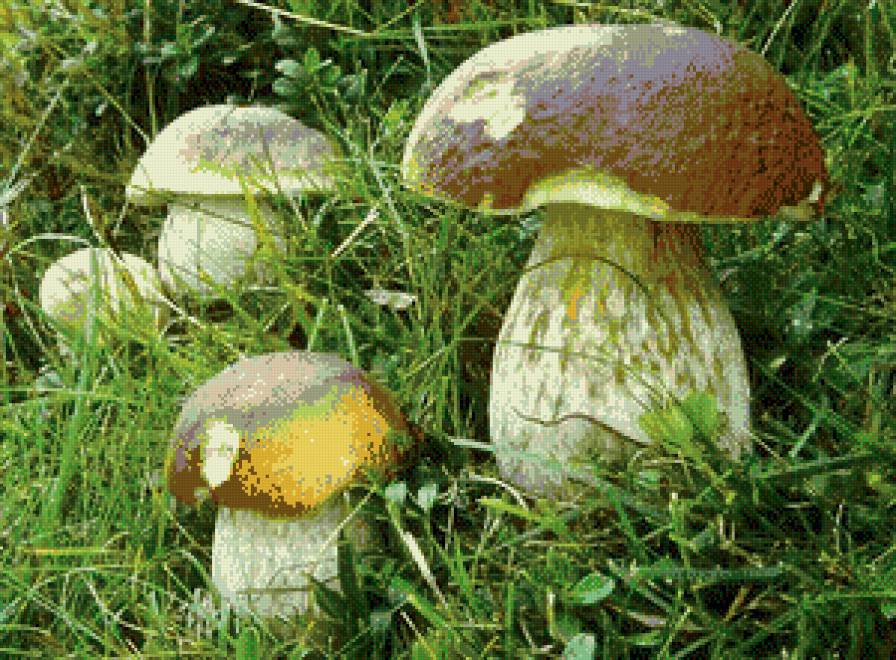 грибная полянка - грибы, лес, природа - предпросмотр