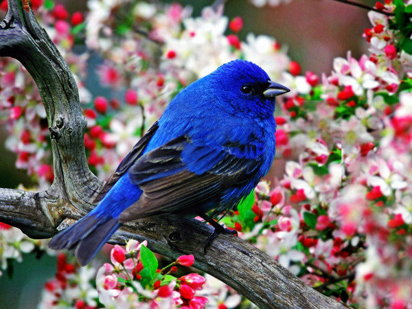 Синяя птица - птица, природа, синяя птица - оригинал