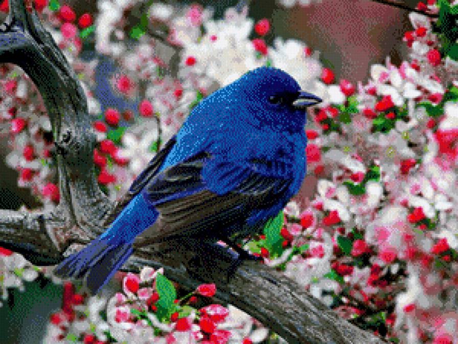 Синяя птица - синяя птица, птица, природа - предпросмотр
