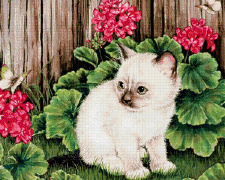 котенок в цветах - животные, котенок, цветы, природа - предпросмотр
