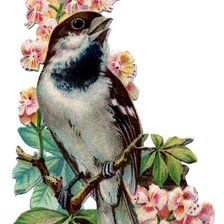 Оригинал схемы вышивки «цветы и птичка» (№555900)
