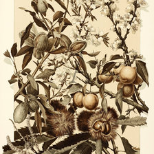 Оригинал схемы вышивки «цветы и плоды» (№555940)
