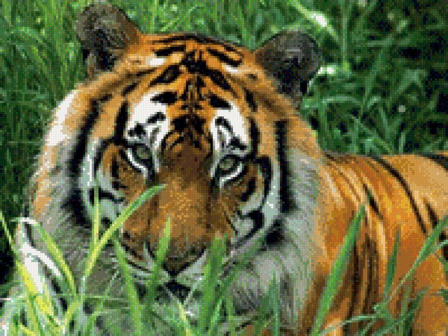 в траве сидел тигренок - животные, тигры - предпросмотр