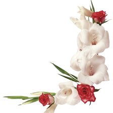 Оригинал схемы вышивки «уголок  розы и белые гладиолусы» (№556201)