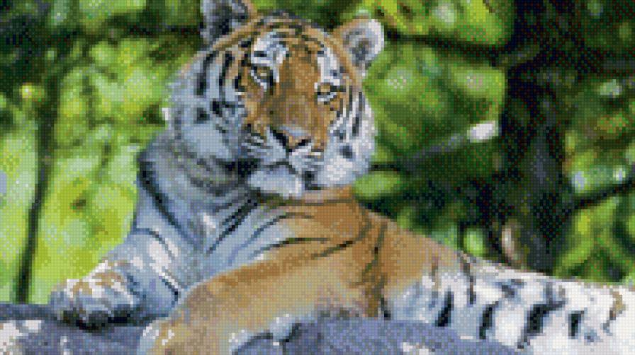 тигр - тигры, животные, хищники - предпросмотр